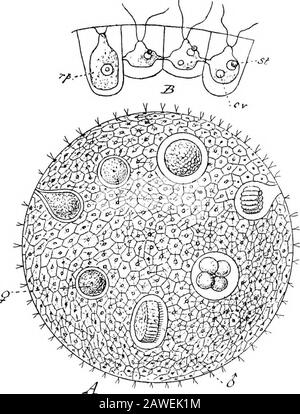 Eine Einführung in die Untersuchung der vergleichenden Anatomie der Tiere . Mdie der Zygoten von Pandorina. Sowohl in Pandorina als auch in Eudorina nehmen alle Zellen, die Thekolonien bilden, ihren Anteil an den Fortpflanzungsprozessen, Butin Letzteres gibt es eine Differenzierung in männliche und femalecolonies, in Mikrogameten und Makrogameten, die bei dieser Art nur obskural angedeutet wird. Butin Volvox wir stellen fest, dass ein beträchtlicher Fortschritt erreicht wurde, denn die Zellen, die eine Kolonie bilden, sind differenzierte intothose, die zwar nährstoffreich, aber nicht reproduktiv sind, und Thosen, die reproduktive bu sind Stockfoto