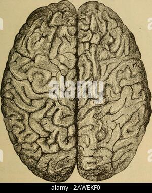 Die Grundlagen von healthA Textbuch der Anatomie, Physiologie, Hygiene, Alkohol und Betäubungsmittel. 91. Seitenansicht des gesamten menschlichen Gehirns: (1) Großhirn; (2) Cere- bellum; (3) Medulla. Obwohl es stimmt, dass viele gemerkt Männer große Gehirne hatten, ist es auch wahr, dass einige ebenso wie erwähnt kleine Gehirne hatten. Dennoch kann man sicher behaupten, dass, als Regel, je größer das Gehirn, desto größer die Kapazität für intellektuelle Macht ist; aber zu dieser Aussage gibt es düstere Ausnahmen. Es scheint, dass es neben der Menge auch eine Menge gibt, die für die höchsten mentalen Kapa-bilitäten notwendig ist. Das kann man qualitativ nennen Stockfoto