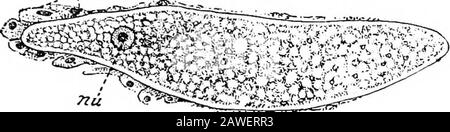 Eine Einführung in die Untersuchung der vergleichenden Anatomie der Tiere . E Protoplasma und seine Konsistenz, die Aufnahme einer pseudopodialen Bewegung, verleiht dem Körper eine mehr oder weniger bestimmte Form; eine Form, die sich jedoch infolge der Kontraktilität des Cortex ändert. Die Thiskontraktilität manifestiert sich als eine Einengung, die an einem Ende des Körpers auftritt und langsam zum anderen reist, und führt zu häufigen Formwechseln. Diese trägen Bewegungsformen werden als Euglenoid bezeichnet, da sie stark von den grünen Animalkule Euglena, die im nächsten Chap beschrieben wird, abstammen Stockfoto