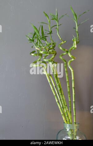 Glasvase aus Lucky Bambus, belgische Evergreen vor grauer Wandkulisse, selektiver Fokus Stockfoto