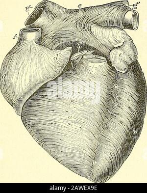 Quains Elemente der Anatomie . Einweisungen der Faserringe. Abb. 431. Werden gesehen; g, g, sie umgeben. Abb. 431 .-Anterior View op HEART OP A YOUAG SUBJECTDISSECTED APTER LONG BOIL-ING, UM DIE OBERFLÄCHLICHEN MUSKELFASERN zu ZEIGEN (Alleu Tliom-son). I Diese Zahl ist nach einem von Luschkas geplant, aber ihre Details werden vor allem aus einem Originalpräparat übernommen. Die Aorta, h, andpulmonale Arterie, a, haben einen kurzen Bienenschnitt in der Nähe der Halbunarventile, um die Anteriorfasern der Aurikel, eine superficial Schicht der Fasern des Therichthventrikels, zu zeigen; h, die der Eleft; c, c, anterior interventr Stockfoto