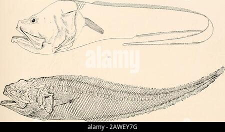 Ozeanische Ichthyologie, eine Abhandlung über die Tiefsee- und Pelagischen Fische der Welt, die hauptsächlich auf den Sammlungen der Dampfer Blake, Albatross und Fish Hawk im Nordwesten des Atlantiks basiert, mit einem Atlas, der 417 Figuren enthält. Stockfoto