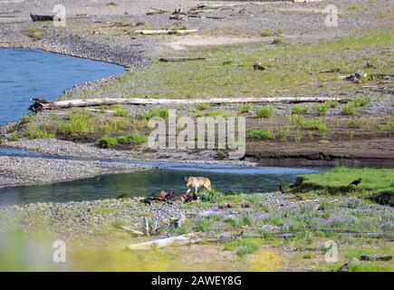 Gray Wolf Nähert Sich Bison Kill im Lamar-Tal Stockfoto