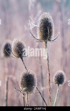 Bur bedeckt mit tau-haltigem SpinnenkobNetz, funkelnd im Sonnenschein des Winters am Morgen Stockfoto