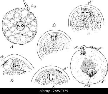 Eine Einführung in die Untersuchung der vergleichenden Anatomie der Tiere . Hey kann einige Zeit unter der Vitellinmembran bestehen bleiben, aber sie zerfallen und verschwinden schließlich. Das Ovum ist jedoch bereit für die Befruchtung. Die Befruchtung besteht im Wesentlichen in der vereinigung des Nucleusof des Spermatozoons (am besten der Samenkern genannt) mit dem Ovum (am besten der Eikern genannt). Jede dieser Unterteilungen hat als Folge der verringerten Unterteilungen die Hälfte der für die Art charakteristischen Anzahl der Chromosomata. Durch die theirunion wird die volle Zahl wiederhergestellt, und das Ovum ist Kapableder weiterer Teilung und d Stockfoto