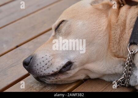 Hund, Retter, Amstaff, Laborkreuz Stockfoto