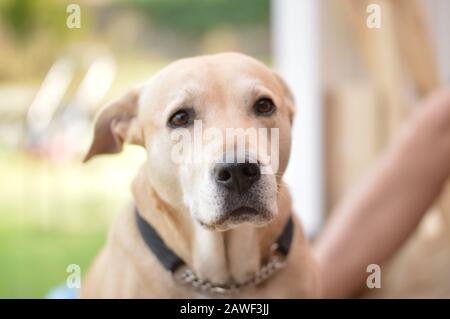 Hund, Retter, Amstaff, Laborkreuz Stockfoto