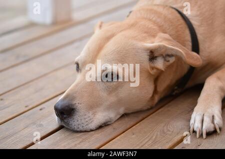 Hund, Retter, Amstaff, Laborkreuz Stockfoto