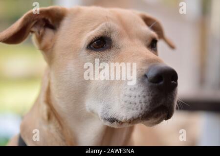 Hund, Retter, Amstaff, Laborkreuz Stockfoto