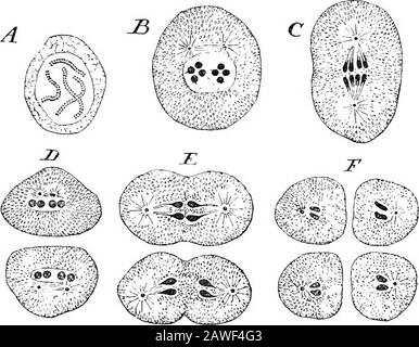 Eine Einführung in die Untersuchung der vergleichenden Anatomie von Tieren . Bivalens hat vier Chromosomata in seinen Zellkernen, und dies wird für die Beschreibung der Prozesse der Reifung der Keimzellen gewählt. Beginnend mit dem Sper-Matozoon- Es muss erklärt werden, dass die Spermatozoen der Thefadenwürmer (Nematoidea), von denen Ascaris ein Beispiel ist, nicht filamentös sind, wie die der meisten anderen Tiere, sondern aresimpliziert zellulär und daher sehr gut für die Untersuchung geeignet sind.Die primitiven Keimzellen haben, wie der Rest der Gewebezellen des Körpers, jeweils vier Chromoomata. Sie multiplizieren sich Stockfoto