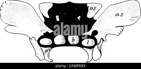 Die Entwicklung des menschlichen Körpers; ein Handbuch der menschlichen Embryologie . Abb. 101.-Occipitai, Knochen eines Fötus auf Zeit. Bo, Basioccipital; EO, Exoccipital; ip, Interparietal; also Supraoccipital. DEN SCHÄDEL. 197 Zunächst bildet der basale Teil des Knorpelossifiestos zwei Knochen, ein anteriores oder präsphenoid und ein poste-rior oder Basisphenoid (Abb. 102, b), und auf jeder Seite der Eachof dieser scheint eine Ossifikation zu zwei Unterflügeln oder Orbito-Sphenoiden (os) und zwei größeren Flügeln Oralisphenoide (AS) führen zu können, und auf jeder Seite des Basisphenoids erscheint ein zusätzliches Zentrum, um die Lingula zu bilden Stockfoto
