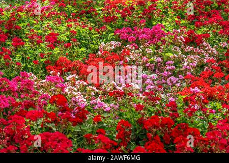 Haufen Geranien für einen schönen Blumenhintergrund Stockfoto