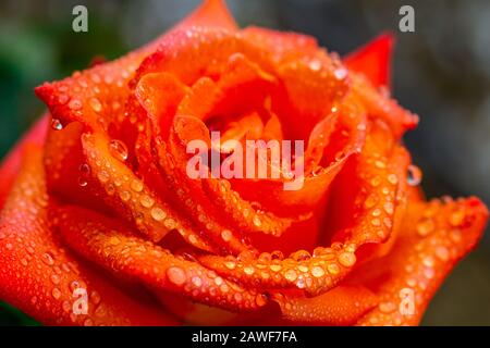 Nasse orangegelbe Rose mit näher abfallendem Wasser Stockfoto