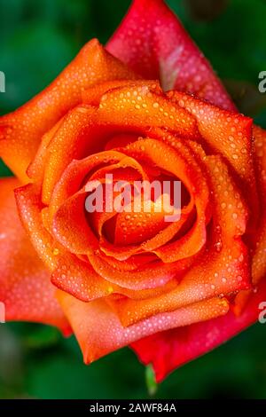 Nahaufnahme von orange gelbe Rose mit Wassertropfen Stockfoto