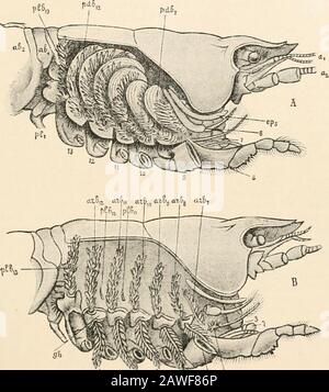 Textbuch der vergleichenden Anatomie . ABB. 227.-Querschnitt durch, Thecephalo-Thorax des Cray-Fisches in der Nähe des Herzens, diagrammatisch: M, Branchiostegite; k, Kiemen; kh, V CR USTA CE A-KIEMEN 327 In der Isopoda die zart-häutige Lamelle der Pleopoda-Servezur Atmung, entweder die Lamellen? Eines Fußes oder nur des inneren, deräußeren, der harthäutig ist und als Abdeckplatte dient, um das innere zu schützen. Die Kiemen der Stomatopoda (Squillo.) werden als verzweigt gefunden. "-6r- a.Jbr Ait1,,, ttz£s aTgg 416, ABB. 228.-A und B, Kiemen von Astacus fluviatilis. In EINEM ist der Branchiostegit Stockfoto