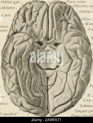 Die Anatomie des Nervensystems, vom Standpunkt der Entwicklung und der Funktion . urfacesder Gehirnhalbkugel bis zu den frontalen, parietalen, okcipitalen und temporären Alloben, wie in Abb. 171. Nach diesem Schema ist der Gyrus fornicatus 1111 EXTERNE KONFIGURATION OP I III ZEREBRAL II I. MI-Ill I 241 Stand-by it-di ami i- manchmal als A-tin- limbischer Lappen bezeichnet. Dieser Plan der Unterteilung, der auf der irrigen Überzeugung beruht, dass alle Teile des Thegyrus fornicatus zum Rhinenzephalon gehören, sollte Aufgegeben werden. Aeinfacherer ami logischere Anordnung ordnet den hippocampalen gyr zu Stockfoto