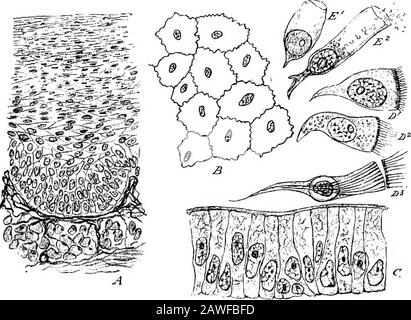 Eine Einführung in die Untersuchung der vergleichenden Anatomie von Tieren. elom, Herz- und Blutgefäße, Thelymph-Räume usw. Diese Sorte wird oft unter dem Namen Endothel bezeichnet, kann aber praktischer als Pflasterepithel beschrieben werden. Das Pflasterepithel kann in der Mesenterie des Frosches sehr vorteilhaft untersucht werden. Die Bothside des Mesenteriets sind mit einem sehr dünnen Membranektinuösen bedeckt, das die PlEuro-peritoneale Vertiefung auskleide. Die Thismembran besteht aus sehr dünnen, flachen, skalenartigen Zellen, die polygonal sein können, und passt an ihren Kanten zusammen, wie die Tilesin eines Pavemens Stockfoto