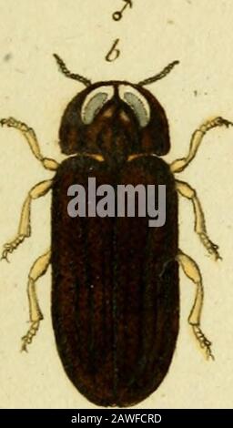 Favnae insectorvm Germanicae initia, or, Deutschlands insecten . , Inf. T. I. n. I. S. 165. Tab. II. Abb. 7. U. X. Y.Vädnn nov. Fpec. Inf. N, 47. S. 13.Panxer Ent. Germ. I. n. I. S. 209. Lebensraum in graminofis, fylvaticis, iuniperetis. A Magnitudo natutalis maris. ^ b eadem aucta. C Magnitudo Naturalis /ff-minae" € d eadem aucta. 7. Stockfoto