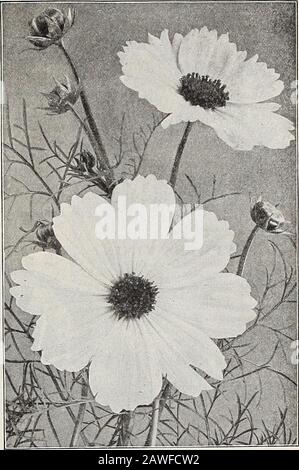 Dreer's 72nd Annual Edition Gartenbuch : 1910 . t ein Vorberg die Oberseiten sollten herausgedrückt werden, um ein buschiges Wachstum zu induzieren. Theylieber ein eher leichter, nicht zu reicher Boden, aber fast überall gut. Mammut-Perfektion Kosmos. Eine großartige Auswahl, die Blumen in Mammutgröße und perfekter Form trägt und die bisher höchste Entwicklung in Cosmos zurückstellt. Wir bieten es in folgenden Farben an: PRO 3^ OZ. Pro PKL. 2081 Crimson. Rich and Deep 25 1<) 2082 Light Pink 25 10 2083 Pure White 25 10 Ein Paket jeder der drei Farben, 25 cts.2090 Mixed Mammoth Perfection. .. 20 10 2084 Qigantic=Blume Stockfoto