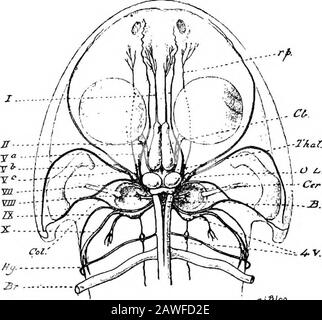 Eine Einführung in die Untersuchung der vergleichenden Anatomie der Tiere . hergestellt in zwei entsprechenden abgerundeten Schwellungen, den Ofactoryloben oder Rhinencephala. Die Hemisphären werden durch die Verschmelzung ihrer inneren Wände miteinander vereint, jedoch arekompletely voneinander getrennt in ihren mittleren Portionsseiten durch eine tiefe vertikale Kluft, die sich von der dorsalen bis zur theventralen Oberfläche erstreckt. Die Rhinenzephala sind an ihren inneren Wänden miteinander verschmolzen, aber sowohl in ihnen als auch in den verschmolzenen Portionseder Gehirnhemisphären markieren flache mittlere Furchen auf den dorsalen und ventralen Flächen ihr Double Stockfoto