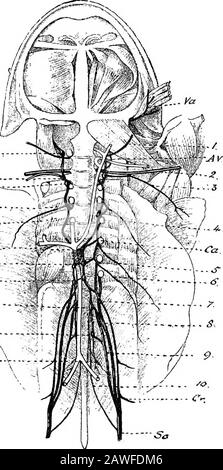 Eine Einführung in die Untersuchung der vergleichenden Anatomie der Tiere . ans des damit verbundenen besonderen Sensearrandes. Das Nervensystem besteht aus der zerebro-spinalen Achse und den nervösen Zweigen und der sympathischen Ganglienkette. Die zerebro-spinale Achse liegt, wie wir bereits gesehen haben, im Thecranium und im Kanal, der von den Neuralbögen der hevertebralen Säule gebildet wird. Der Teil, der im Kranium liegt, ist das Gehirn; und der Teil, der im neuralen Kanal der Thevertebralsäule liegt, ist das Rückenmark. Das Rückenmark ist ein Gewebe des Nervensystems, das das Foramen magnum in den Urostil streckt. Es i Stockfoto