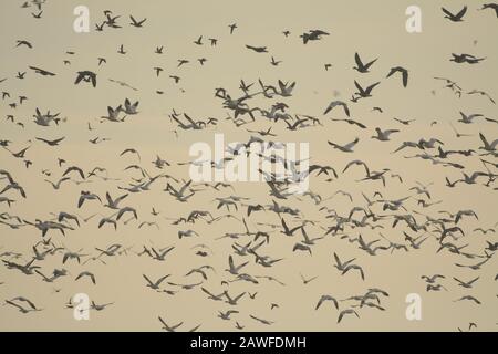 Massive große Schar von Schneegänsen in Migration Stockfoto