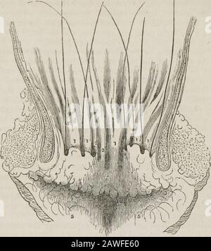 Ein System der menschlichen Anatomie, allgemein und speziell . muskuläre Koatby ein sehr loses Zellgewebe, wie in der Speiseröhre.-G.] Struktur der Schleimhaut.-Diese Membran ist analog zur kutanen Bedeckung des Körperäußeren und ähnelt sehr stark dem Thatgewebe in ihrer Struktur. Es besteht aus drei Schichten, einem Epithel, einer richtigen Schleimschicht und einer. Faserigen Schicht. Das Epithel ist die Epidermis der Schleimhaut. Durch den Pharynx und die Speiseröhre ähnelt er der Epidermis, sowohl der Unscheinlichkeit als auch dem Charakter. Sie ist kontinuierlich mit der Epidermis der Theskin am Rand der Lippe Stockfoto