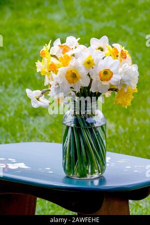 Ein Glas frisch gepflückter Narzissen sitzt auf einem Tisch im Freien Stockfoto
