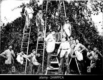 Produktive Landwirtschaft . Abb. 118.-Die Weinrebe, die an den neuen Trieben blütenende Anhäufungen zeigt. Himbeeren und Brombeeren tragen am Ende neuer Triebe ihre blühenden Sandbeeren. Diese Triebe kokmen aus den letzten Jahren. Im Sommer, nachdem die Ernte ausgemacht wurde, schneiden Sie alle alten Kannen aus, und entweder den Kopf nach hinten oder schneiden Sie ganz viele der jungen Kannen weg. Diese Schwerstverärkung induziert das Wachstum neuer Kannen aus den Kronen.Diese werden die Fruchtzweige in der nächsten Saison tragen. Korinthen und Gänsebeeren sollten nicht jedes Jahr so muchiert werden. Die Früchte werden sowohl auf altem als auch auf neuem Holz getragen, und nur auf dem sehr ol Stockfoto