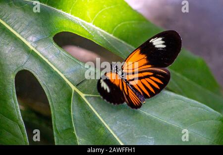 Ein Viceroy-Schmetterling breitet seine Flügel aus, während er auf einem großen grünen Blatt ruht Stockfoto