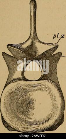 Katalog der fossilen Reptilien und Amphibien im British Museum (Naturgeschichte) .. Von Richard Lydekker .. . der Hauptteil der Wirbelsäule wird zusammen mit den Brustbein- und Pelvicgirdeln sowie dem linken Humerus und Oberschenkel dargestellt. Die Prägezidenis fiel durch Sollas, op. Cit. S. 470, 471 auf, die eine enge Ähnlichkeit mit dem Typ anmerkt und auch, dass es pro-bably irgendeine Malarrangement in der Halsregion gibt, wobei Althoughit nicht suggeriert wurde, dass die früheren Wirbeltiere speki-distinkent waren. Die vorderen Extremitäten der Coracoidsare wollen, aber es ist offensichtlich, dass, wie bei der Art, t Stockfoto