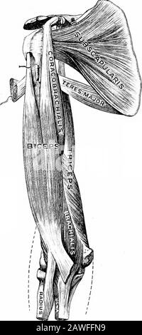 Angewandte Anatomie und Kinesiologie, der Mechanismus der muskulären Bewegung . die obere Hälfte zeigt eine Aktion beim Anheben mit den Armen nach vorn, als wenn ein Kellner karriesa schwere Tablette; beachten Sie auch, wie sie nicht wirkt und der Deltoid hat alles zu tun, wenn die Arme zu weit voneinander getrennt sind; Sehen Sie, ob Sie die Breite der Arme lokalisieren können, an denen die Pectoralis aufhört, die Deltoidin beim Anheben der Arme zu unterstützen. Deshalb findet der Schußputter es als Advan-tage, den Arm in eine Richtung deutlich nach innen zu verlängern, als gerade nach vorne. Er möchte, dass der Deltoid den Assistanceof der Pectoralis und in der Position des ar hat Stockfoto