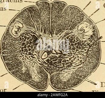 Erkrankungen des Nervensystems .. . Abb. 89.-Abschnitt in der Region Tuk Ohicix des Abducexs. (Nach Edinger.) Der Nervus ^E8TIIILAR der Fibrffi arcuata^ interna steigt daher aus den Kernen der Posteriorsäulen auf (Abb. 87). Dazu kommen die Fil)ers aus den seitlichen Feuillongrundbündeln des Rückenmarks. Im Tegmentum geht es unterhalb der Thecorpora Quadratigemina zum Inter-Gehirn über, im Thalamus, wo dessen ventrale Fissura mediana posterior iFuniculus gracilisFuniculus cuneatus - Substantia gelatinosa -(Roiandi)Fasciculus cerehrspinalis.-(pyrainidalis) lateralis Canalis Central Stockfoto