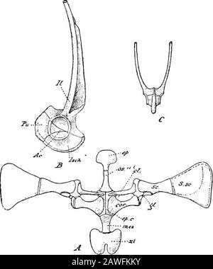 Eine Einführung in die Untersuchung der vergleichenden Anatomie der Tiere. Eckelisch (Knorpelknochen) und isenummantelt von zwei Membranknochen, dem angulo-splenial, innen und unten und der entwenkenden Abdeckung der oberen und äußeren Seiten der vorderen Hälfte des meckelschen Knorpels. Der Lastename verbreitert sich hinter sich und bildet den Gelenkkopf, der in die Glenoidhöhle des Hosensoriums passt. Das Branchial-Skelett ist im Eultfrosch sehr stark reduziert und umfasst den so genannten Hyoid-Apparat.Dieser liegt auf der ventralen Oberfläche der Kehle und besteht aus auswärts dünner knorpeliger Platte, dem Körper Stockfoto