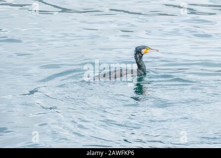 Großer Kormoran phalacrocorax carbo Schwimmen und Angeln im Meer in Galicien, Spanien Stockfoto