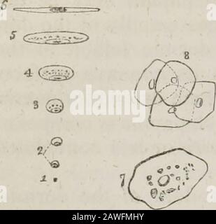 Ein System der menschlichen Anatomie, allgemein und speziell . leoli.Durch eine Fortsetzung des Prozesses der Imbition wird die Zelle moreor weniger kugelig; so dass zu diesem Zeitpunkt jeder Teil der Oberfläche der Papillarschicht der Dermis von einem dünnen und membranusstratum beschichtet wird, Die Unterfläche dieses Stratums besteht aus eng zusammengedrückten, kugelförmigen Zellen und vermittelt einen genauen Eindruck der Papillarschicht, auf der Längsrippen zu sehen sind, die den Längsfurchen, den transversalen Rido-es entsprechend den Querfurchen und dem viereckigen Depressionscor entsprechen Stockfoto