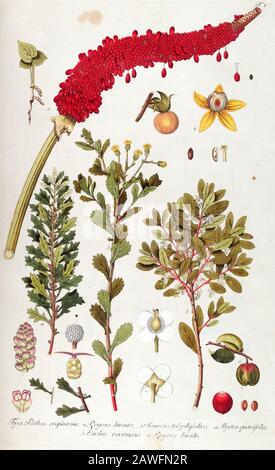 Handgemalte botanische Studie der Blumenanatomie aus Fragmenta Botanica von Nikolaus Joseph Freiherr von Jacquin oder Baron Nikolaus von Jacquin (gedruckt 1809 in Wien) Stockfoto