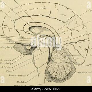 Menschliche Anatomie, einschließlich Struktur und Entwicklung und praktische Überlegungen d in einem sagittalen mesialen Abschnitt (Abb. 910) wird jede dieser Teilungen als mit einem Teil des Systems der Kommunikation von Räumen verwandt angesehen, die als die dritten Ventrikel des Lateralands, der Aquädukt von Sylvius und der vierte Ventrikel die oben genannten Gehirnhemisphären ausdehnen. Durch den Hirnstamm und unter dem Kleinhirn bis zum zentralen Kanal des Rückenmarks. Da die lateralen Ventrikel zwei innumerieren, ist die Theirstellung im Zusammenhang mit den Gehirnhemisphären, in denen sie liegen, lateral zum m Stockfoto