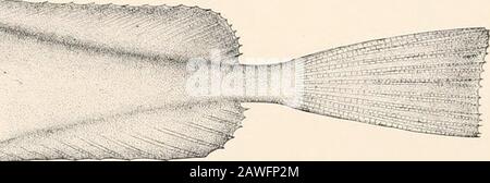 Ozeanische Ichthyologie, eine Abhandlung über die Tiefsee- und Pelagischen Fische der Welt, die hauptsächlich auf den Sammlungen der Dampfer Blake, Albatross und Fish Hawk im Nordwesten des Atlantiks basiert, mit einem Atlas, der 417 Figuren enthält. Stockfoto