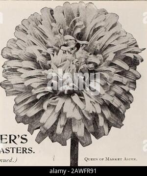 Dreer's 72. Jahreausgabe Gartenbuch : 1910 . PiCONY Perfection Astkr, ( Co7itimt€ d.). DREERS UPERB-ASTER. QiEEN VON Market Aster. STRAUSSENFEDER. Dieser prächtige Aster kann kurz als der feinste der noch eingeführten Komet-Art bezeichnet werden, der sich in der Form des Wachstums und der größeren Freiheit der Blüte von Candela-BH unterscheidet, aber sein großes Verdienst liegt in den Blumen, die von enormer Größe sind; Aus viel längeren, locker geformten Kronblättern, die den besten japanischen Chrysanthemen entsprechen. Blüht im August. Bei Verwendung von Pinzenstöß sollten die Blumen gepflückt werden, wenn etwa die Hälfte der Flächen entfernt werden und sich verdauen lassen Stockfoto