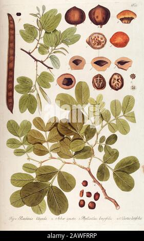 Handgemalte botanische Studie der Blumenanatomie aus Fragmenta Botanica von Nikolaus Joseph Freiherr von Jacquin oder Baron Nikolaus von Jacquin (gedruckt 1809 in Wien) Stockfoto