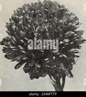 Dreer's 72. Jahreausgabe Gartenbuch : 1910 . 07. Die DREERS SUPERB ASTER SIND eine der wichtigsten Sommer- und Autumnblumen und erhalten besondere Pflege an unseren Händen. Jahreerschöpfende Tests von selbst gewachsenen und importierten Stocksare wurden durchgeführt, um nur die ersichtigsten Arten anzubieten, und zwar ohne Rücksicht auf die Kosten. Als Ergebnis dieser Pflege umfasst unsere Liste nur Suchtorten, die mit vollkommener Zuversicht gepflanzt werden können, dass Nothingbetter sicher ist, egal zu welchem Preis oder von welcher Quelle. Die Frühstrühe beginnt im Juli zu blühen, gefolgt von den Arten der mittleren Jahreszeit, die im August blühen; Th Stockfoto