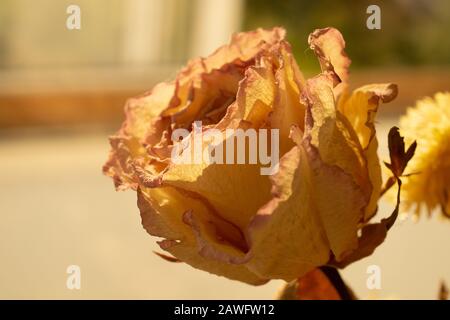 Getrocknete Rose ganz nah. Getrocknete Blumen Hintergrund Stockfoto