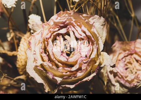 Getrocknete Rose ganz nah. Getrocknete Blumen Hintergrund Stockfoto