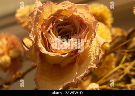 Getrocknete Rose ganz nah. Getrocknete Blumen Hintergrund Stockfoto