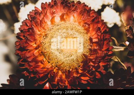 Getrocknete rote Blumen in der Nähe. Geblümter Hintergrund Stockfoto