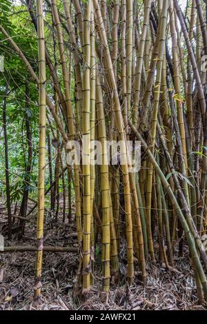 Kamokila Village, Kauai, Hawaii, USA. - 16. Januar 2020: Gelbe Bambushalme im Wald entlang des South Fork Wailua River. Stockfoto