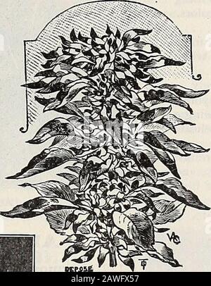 Dreer's 72. Jahreausgabe Gartenbuch : 1910 . Dreers Giant Snapdragons. AntirllillUni (Snapdragon). Die Snapdragons erhalten jetzt die Aufmerksamkeit, die sie verdienen. Sie gehören zweifellos zu den bestgeschnittenen Blumen, die leicht aus Samen wachsen können, während sie für Betten oder Grenzen ein ständiger Genuss sind, der ständig in Blumen ist. Sie sägen am besten in einem ziemlich leichten Boden, in sonniger Lage, und obwohl die Stauden am besten als Jahrtausende behandelt werden.Zur Frühblüte säen sie im Herbst, schützen die Planten mit einer Abdeckung von Blättern durch den Winter; säen im Frühjahr, sie blühen ab Mitte der Jahre Stockfoto