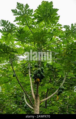 Kamokila Village, Kauai, Hawaii, USA. - 16. Januar 2020: Grüner Papaya-Baum allein im grünen Wald unter silbernem Himmel. Stockfoto