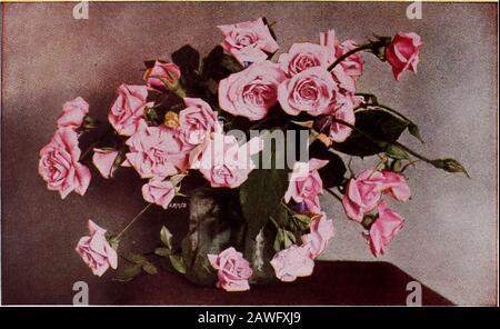 CMHobbs & Sons. Dr. Van Fleet. Hardy Everblooming Roses American Beauty. Es ist das wundervolle der großen und farbenprächtigen Roses in Größe, Form und Farbe. Sattes Rot, übergebt zu Krimson, duftet und beschattet; duftend. Brautjungfer. Klares, helles Pink; ein Konstantblüher; großes, volles und globuläres; eines der besten Tees. Sehr duftend. Ein großes, völlig doppeltes. Sehr vig - Kolumbien. Eine neue Rose, Rose. Rosa. Von lastarösem Züchter. General McArihur. Eine neue Everbloomingrose, Blumen und Knospen sind extra groß, glühend karmson; ein kräftiges Züchter, jedes Shoot, das eine Blume der Brille produziert Stockfoto